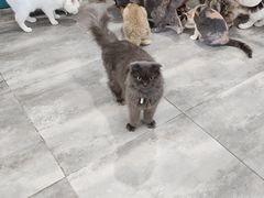 -楼上猫咖(罗湖店)