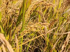 -前小桔亲子创意农场·草莓采摘·露营烧烤