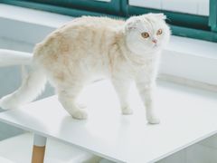 -喵的天空名猫咖啡馆·撸猫·猫舍·用品