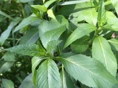 -碓臼峪自然风景区