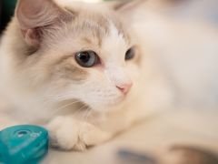 -飞行喵MR PILOT|猫舍·猫咖(静安大融城店)