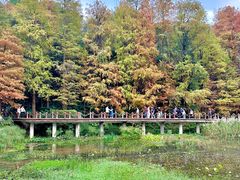 -深圳仙湖植物园