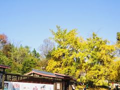 -千年银杏谷文化旅游区