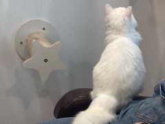 -楼上猫咖(罗湖店)