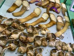 象拔蚌-渔民新村(番禺总店)