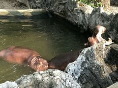 -清迈夜间动物园