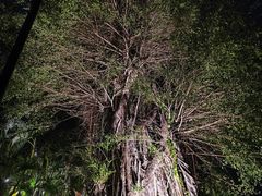 -海南清水湾莱佛士酒店