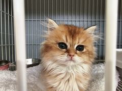 -翊宠yipet猫狗购宠庄园犬舍•猫舍