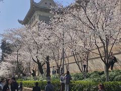 -武汉大学-樱园