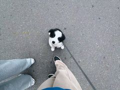 -泰州凤城河风景区-泰山公园