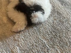 -翊宠yipet猫狗购宠庄园