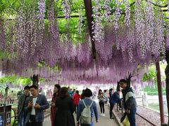 -嘉定紫藤园