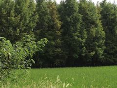 -良渚古城遗址公园