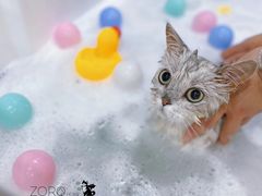 -佐罗家宠物馆·猫文化馆(紫霞路店)