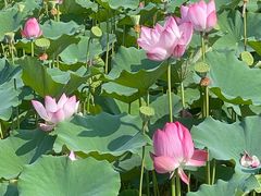 -莲花池公园