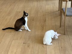 -Let's go狗咖·猫咖·奶狗·桌游(春熙路IFS店)