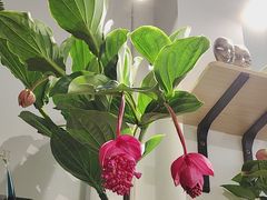 -FEI FEI FLOWER鲜花店·气球派对·宝宝宴布置(虹口德必运动Loft店)