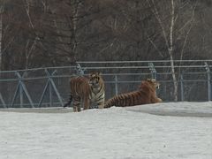 -横道河子东北虎林园