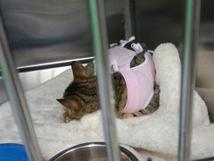 -瑞派动物医院·猫专科·至诚(江南中分院)