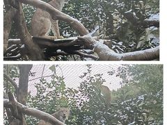 -红山森林动物园