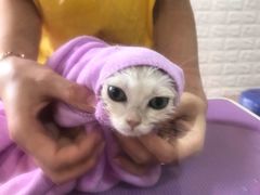 -十年猫舍·猫咪专门店(普陀店)