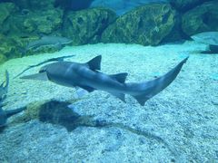 -海合安天津极地海洋公园
