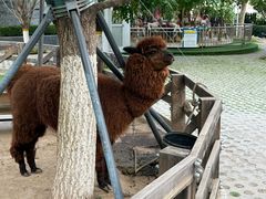 -静之湖湖畔餐厅