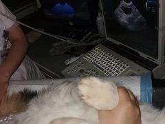 -宠颐生宠物医院·心肾内科·猫专科诊疗中心宠巢店