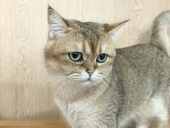 -MOCHA明星猫咖(田子坊店)