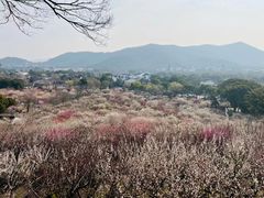 -香雪海