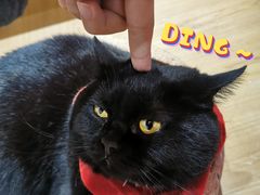-滚猫咖啡·猫咖·猫友好撸猫(未来城店)