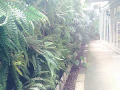 -Fern Forest Cafe