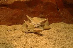 -Zoolung Zoolung动物主题公园(海信广场店)