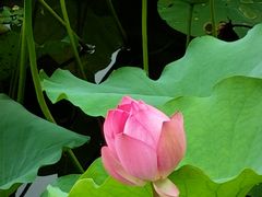 -荔湾湖公园