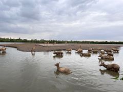 -宁波杭州湾国家湿地公园
