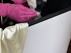 -安安宠医宠物医院·异宠·犬猫内科(岳阳分院)