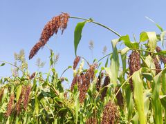 -中国天府农业博览园