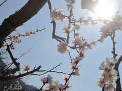 -华盛园卷子王农家菜水库鱼