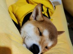 -逗柴咖啡屋·狗咖猫咖宠物桌游