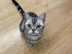 -有喵·猫咖·狗咖·30几只猫10只小狗(岗厦店)