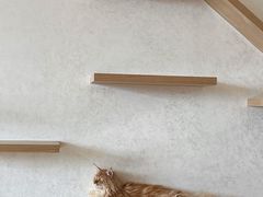 -猫腻·猫咖·撸猫馆(星光大道店)