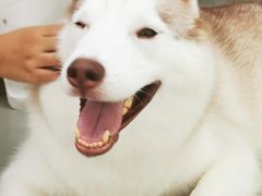 -星多哈·狗咖·拼豆·咖啡