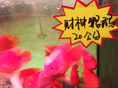 -大自然花鸟鱼虫市场