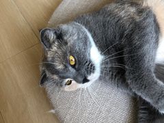 -鼓捣猫呢主题猫咖店