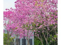 -文华公园(禅城区)