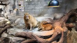 -Zoolung Zoolung动物主题公园(海信广场店)