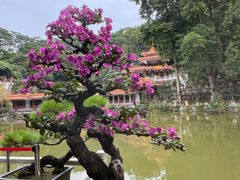 -深圳仙湖植物园