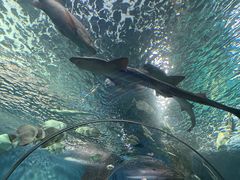 -上海海洋水族馆