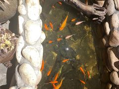 -馬蘭花開(车站大道店)