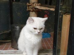 -猫咪博物馆(顶澳仔猫街店)